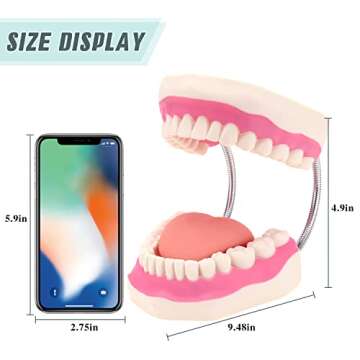 RONTEN Dental Teeth Care Model-Mouth Model for Speech Therapy, Enlarged 6 Times Standard Size, for Both Dental and Speech Therapy Training. Includes Matching Giant Toothbrush