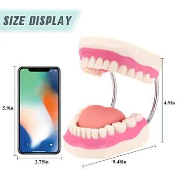 RONTEN Dental Teeth Care Model-Mouth Model for Speech Therapy, Enlarged 6 Times Standard Size, for Both Dental and Speech Therapy Training. Includes Matching Giant Toothbrush