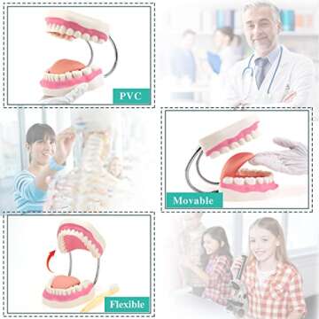 RONTEN Dental Teeth Care Model-Mouth Model for Speech Therapy, Enlarged 6 Times Standard Size, for Both Dental and Speech Therapy Training. Includes Matching Giant Toothbrush