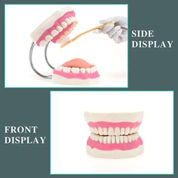 RONTEN Dental Teeth Care Model-Mouth Model for Speech Therapy, Enlarged 6 Times Standard Size, for Both Dental and Speech Therapy Training. Includes Matching Giant Toothbrush