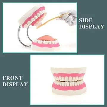 RONTEN Dental Teeth Care Model-Mouth Model for Speech Therapy, Enlarged 6 Times Standard Size, for Both Dental and Speech Therapy Training. Includes Matching Giant Toothbrush