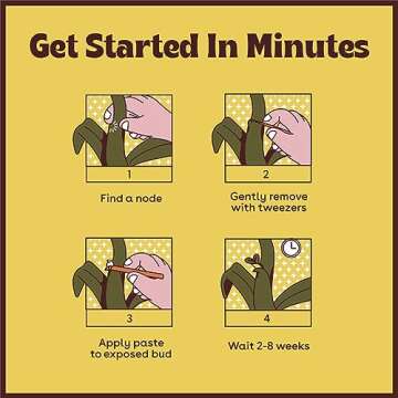 Keiki Paste for Plants to Clone & Create New Growth - 2X The Paste - Rapid Start Cloning Gel for Plants - Keiki Cloning Paste for Plants Kit- Plant Growth Hormone Gel - 0.5oz