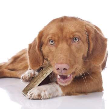 Downtown Pet Supply - Elk Antlers for Dogs - Premium Dog Bones Rich in Calcium, Phosphorus, Vitamins & Minerals - Dog Dental Treats & Natural Dog Chews - Split - 4-5.5in - Small