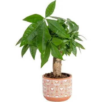 Money Tree Indoor Plant - Cute Pot - Easy Care