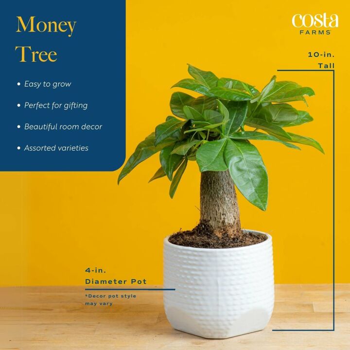 Money Tree Indoor Plant - Cute Pot - Easy Care