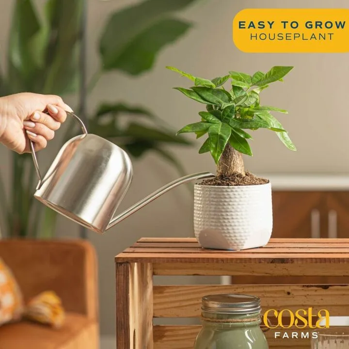 Money Tree Indoor Plant - Cute Pot - Easy Care