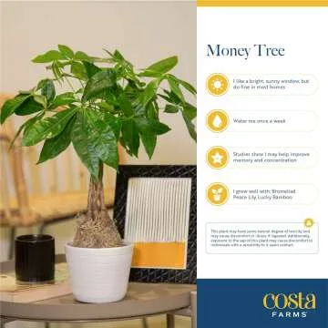 Money Tree Indoor Plant - Cute Pot - Easy Care