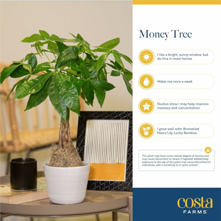Money Tree Indoor Plant - Cute Pot - Easy Care