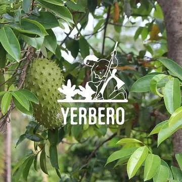Yerbero - Whole Dried Graviola Soursop Leaves (4 oz - 330+ Leaves Per Bag) Hoja De Guanabana, 100% All Natural Delicious Fresh Tea | From Mexico | Premium Wildcrafted Quality.