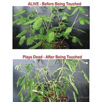 Zombie Plant Greenhouse Grow KIT- (Touch It and It Plays Dead!) Unique Nature Kit- Grow a House Plant That Plays Dead When You Touch It! Comes Back to Life in Minute. Fun STEM and Classroom Activity!