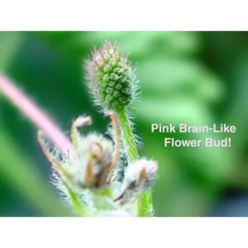 Zombie Plant Greenhouse Grow KIT- (Touch It and It Plays Dead!) Unique Nature Kit- Grow a House Plant That Plays Dead When You Touch It! Comes Back to Life in Minute. Fun STEM and Classroom Activity!