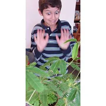 Zombie Plant Greenhouse Grow KIT- (Touch It and It Plays Dead!) Unique Nature Kit- Grow a House Plant That Plays Dead When You Touch It! Comes Back to Life in Minute. Fun STEM and Classroom Activity!