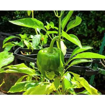 Mighty Crop Plant Support for Vertical Gardening – Pack of 4