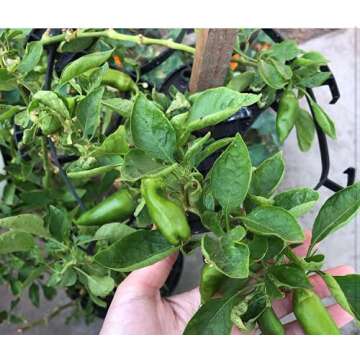 Mighty Crop Plant Support for Vertical Gardening – Pack of 4