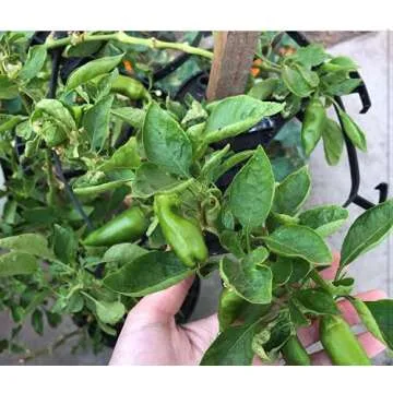 Mighty Crop Plant Support for Vertical Gardening – Pack of 4