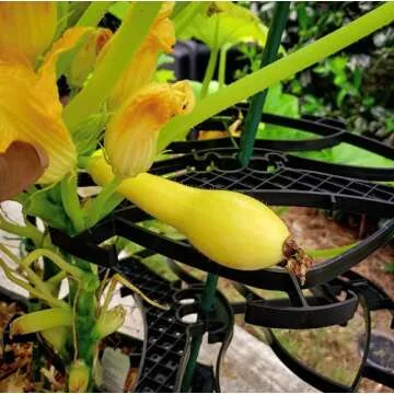 Mighty Crop Plant Support for Vertical Gardening – Pack of 4