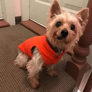 Cozy Gooby Fleece Dog Vest for Small Dogs - Pumpkin