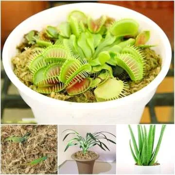 Halatool 6OZ Natural Sphagnum Moss for Plants 8 QT Premium Peat Moss Dried Long Fiber Orchid Moss for Orchid Repotting Carnivorous Succulents Garden Flowers Crafts Terrarium and Reptiles