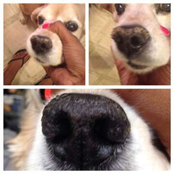 Snout Magic Mini: 100% All Natural Dog Nose Butter & Balm (.15 oz) Soothes Dry & Cracked Dog Snouts Like Magic! Proven to Cure Dog's Dry Rough Crusty Nose & Hyperkeratosis Made in USA (Pack of 1)