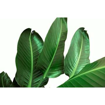 Costa Farms Indoor Plant in Grower Pot Bird of Paradise Strelitzia nicolai 3 to 4-Feet Tall, Fresh from Our Farm