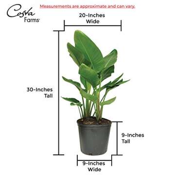 Costa Farms Indoor Plant in Grower Pot Bird of Paradise Strelitzia nicolai 3 to 4-Feet Tall, Fresh from Our Farm
