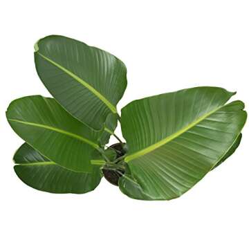 Costa Farms Indoor Plant in Grower Pot Bird of Paradise Strelitzia nicolai 3 to 4-Feet Tall, Fresh from Our Farm