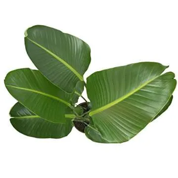 Costa Farms Indoor Plant in Grower Pot Bird of Paradise Strelitzia nicolai 3 to 4-Feet Tall, Fresh from Our Farm