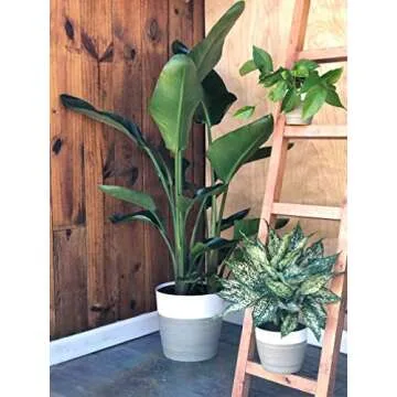 Costa Farms Indoor Plant in Grower Pot Bird of Paradise Strelitzia nicolai 3 to 4-Feet Tall, Fresh from Our Farm