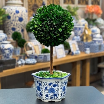Galt International Preserved Boxwood Topiary Tree in Ceramic Pot Plant and Table Centerpiece Stunnin...