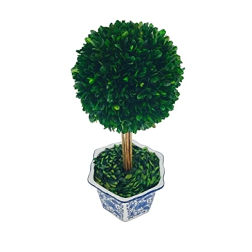 Galt International Preserved Boxwood Topiary Tree in Ceramic Pot Plant and Table Centerpiece Stunning Greenery and Plant Decor for Home Blue & White Ceramic Pot 8" Diameter Topiary 19" Tall