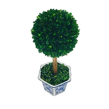 Galt International Preserved Boxwood Topiary Tree in Ceramic Pot Plant and Table Centerpiece Stunning Greenery and Plant Decor for Home Blue & White Ceramic Pot 8" Diameter Topiary 19" Tall