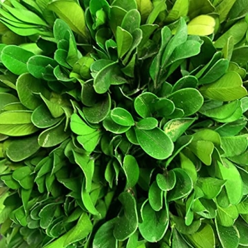 Galt International Preserved Boxwood Topiary Tree in Ceramic Pot Plant and Table Centerpiece Stunning Greenery and Plant Decor for Home Blue & White Ceramic Pot 8" Diameter Topiary 19" Tall