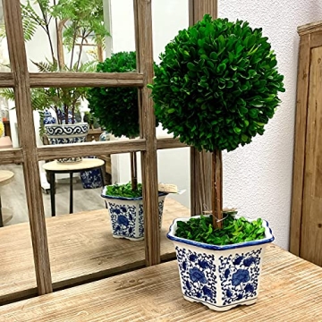 Galt International Preserved Boxwood Topiary Tree in Ceramic Pot Plant and Table Centerpiece Stunning Greenery and Plant Decor for Home Blue & White Ceramic Pot 8" Diameter Topiary 19" Tall