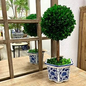 Galt International Preserved Boxwood Topiary Tree in Ceramic Pot Plant and Table Centerpiece Stunning Greenery and Plant Decor for Home Blue & White Ceramic Pot 8" Diameter Topiary 19" Tall