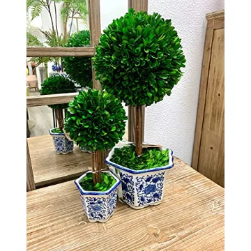 Galt International Preserved Boxwood Topiary Tree in Ceramic Pot Plant and Table Centerpiece Stunning Greenery and Plant Decor for Home Blue & White Ceramic Pot 8" Diameter Topiary 19" Tall