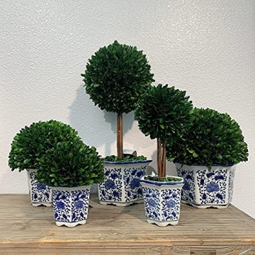 Galt International Preserved Boxwood Topiary Tree in Ceramic Pot Plant and Table Centerpiece Stunning Greenery and Plant Decor for Home Blue & White Ceramic Pot 8" Diameter Topiary 19" Tall