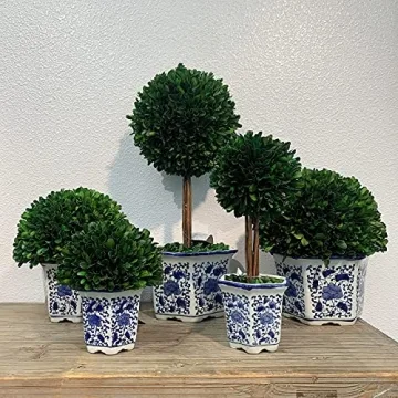 Galt International Preserved Boxwood Topiary Tree in Ceramic Pot Plant and Table Centerpiece Stunning Greenery and Plant Decor for Home Blue & White Ceramic Pot 8" Diameter Topiary 19" Tall