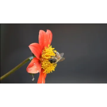 Organic Beekeeping 101 DVD