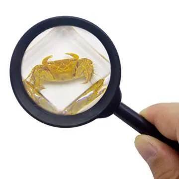 6 PCS Marine Life Specimen Set,Hermit Crab,Fiddler Crab,Starfish,Nassariidae,Sea Cucumber, Chiromantes Dehaani Resin Collection Science Toys