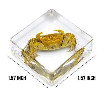 6 PCS Marine Life Specimen Set,Hermit Crab,Fiddler Crab,Starfish,Nassariidae,Sea Cucumber, Chiromantes Dehaani Resin Collection Science Toys