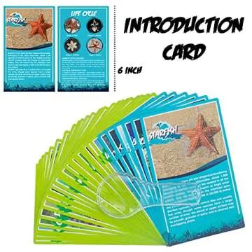 6 PCS Marine Life Specimen Set,Hermit Crab,Fiddler Crab,Starfish,Nassariidae,Sea Cucumber, Chiromantes Dehaani Resin Collection Science Toys