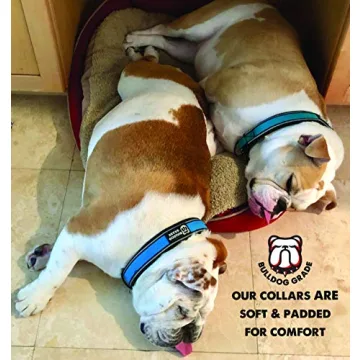 Bulldog Grade Breakaway Collar for Bulldogs - Safe & Comfortable
