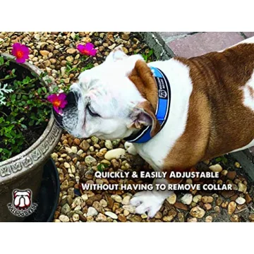 Bulldog Grade Breakaway Collar for Bulldogs - Safe & Comfortable