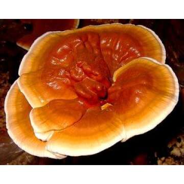 Reishi Mushroom Growing Plug Spawn 40 count