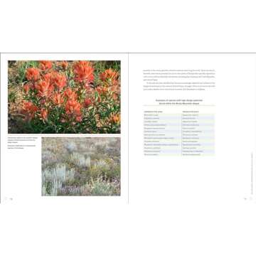 Sowing Beauty: Designing Flowering Meadows from Seed