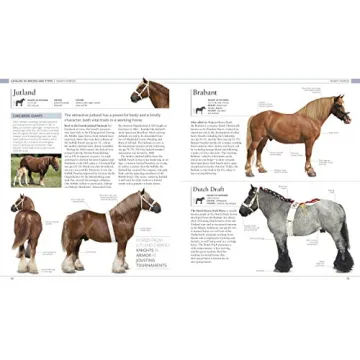 The Horse Encyclopedia Stunning Guide for Horse Lovers