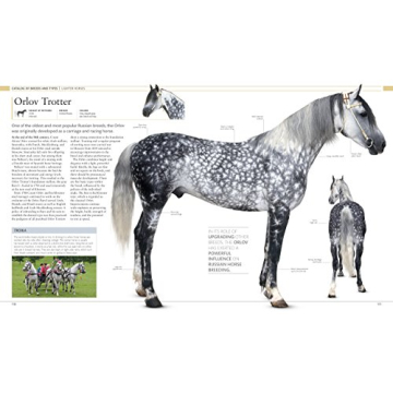 The Horse Encyclopedia Stunning Guide for Horse Lovers