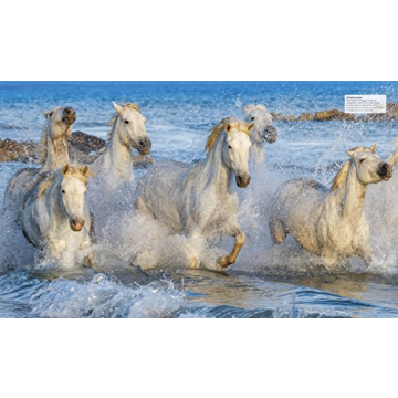 The Horse Encyclopedia Stunning Guide for Horse Lovers