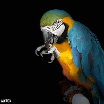 Harrison's Premium Organic Bird Food for Healthier Birds