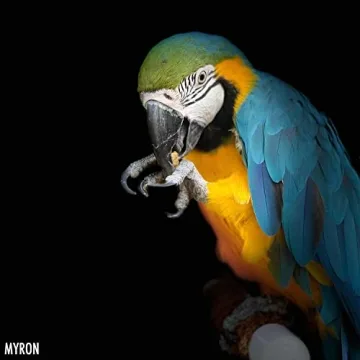 Harrison's Premium Organic Bird Food for Healthier Birds